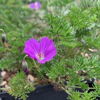 Geranium magniflorum 